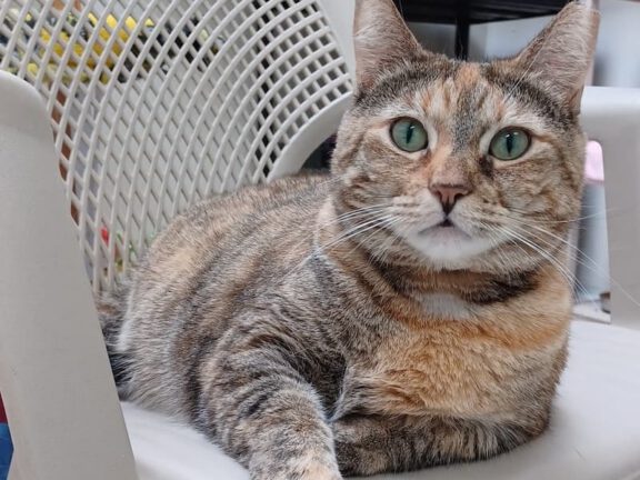 A tabby cat with orange-brown fur and green eyes lounging on a light-colored chair.